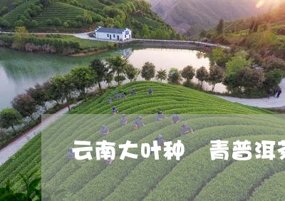 云南大叶种麗青普洱茶/2023061654828