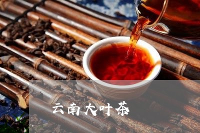 云南大叶茶/2023041895312