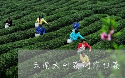 云南大叶茶制作白茶/2023121650403