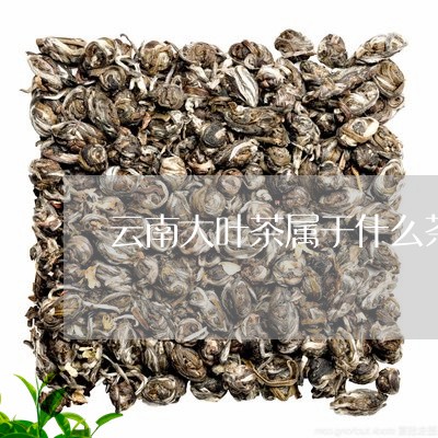 云南大叶茶属于什么茶/2023061065048