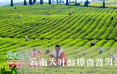 云南大叶醇樟香普洱茶/2023072286157