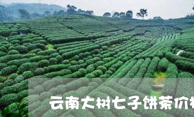 云南大树七子饼茶价格/2023092212725