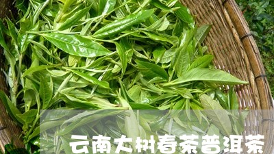 云南大树春茶普洱茶/2023120595571