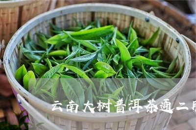 云南大树普洱茶通二脉/2023061936573