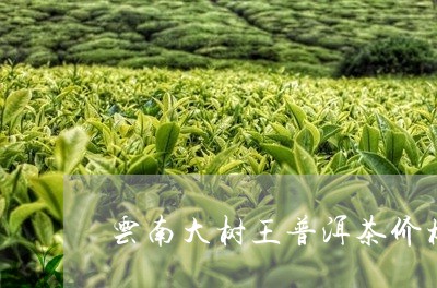 云南大树王普洱茶价格/2023100501493