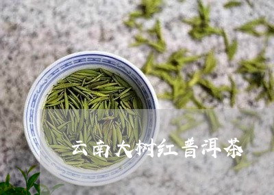 云南大树红普洱茶/2023120449582