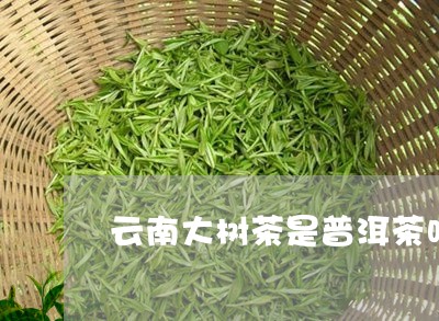 云南大树茶是普洱茶吗/2023100785726