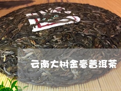 云南大树金毫普洱茶/2023120538048