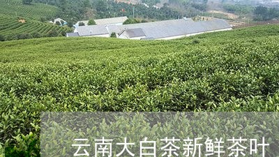 云南大白茶新鲜茶叶/2023071404126