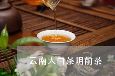 云南大白茶明前茶/2023061488150