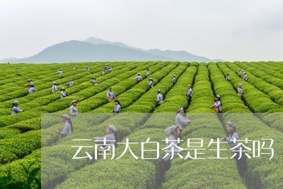 云南大白茶是生茶吗/2023081223705