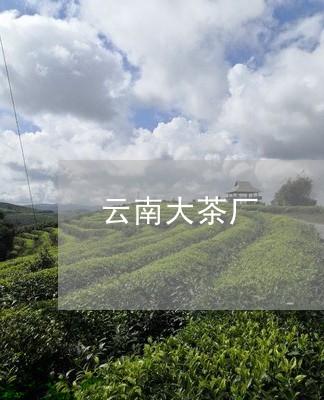 云南大茶厂/2023041718302