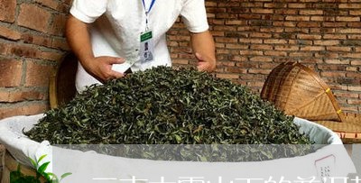 云南大雪山下的普洱茶/2023093081606