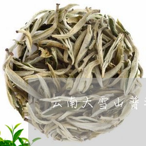 云南大雪山普洱茶品牌/2023092995040