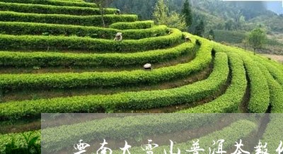 云南大雪山普洱茶报价/2023062061503