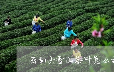 云南大雪山茶叶怎么样/2023071396161