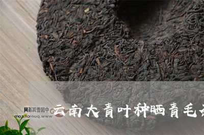 云南大青叶种晒青毛茶/2023092109370