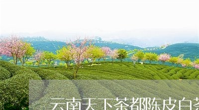 云南天下茶都陈皮白茶/2023082656247