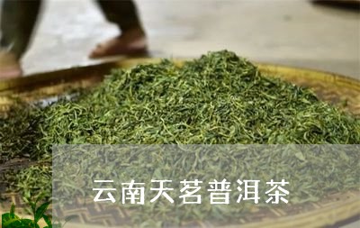 云南天茗普洱茶/2023120352705