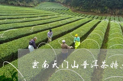 云南天门山普洱茶特点/2023062890714