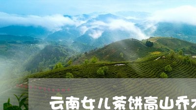 云南女儿茶饼高山乔木茶价格/2023052622048