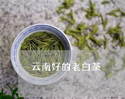 云南好的老白茶/2023111732814