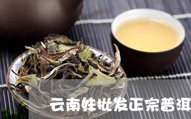 云南妹批发正宗普洱茶/2023080360460