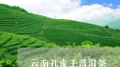 云南孔雀王普洱茶/2023102692026