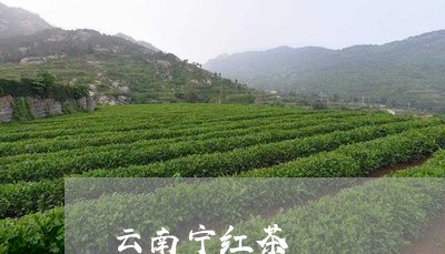 云南宁红茶/2023041779004