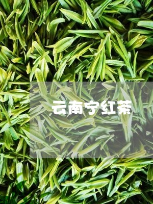 云南宁红茶/2023090243616