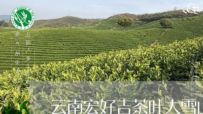 云南宏好吉茶叶大雪山/2023071689160