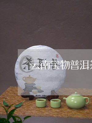 云南宝物普洱茶/2023112535846