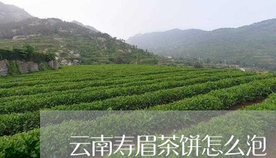 云南寿眉茶饼怎么泡/2023121668260