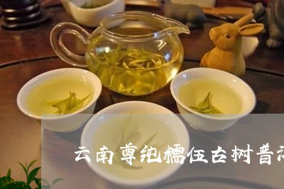 云南尊纯糯伍古树普洱茶/2023082736240