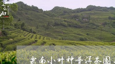 云南小叶种普洱茶图片及价格/2023082881704