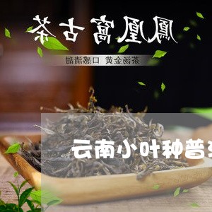 云南小叶种普洱茶特征和特征/2023082863057