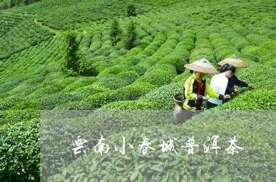 云南小春城普洱茶/2023120414136