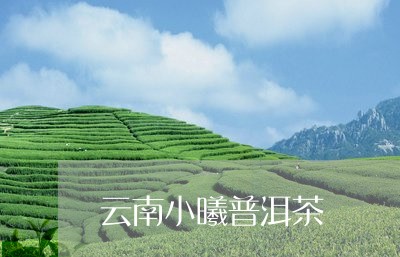 云南小曦普洱茶/2023120315259