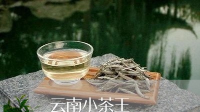 云南小茶王/2023041763287