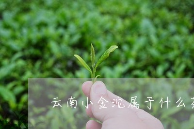 云南小金沱属于什么茶/2023071684936