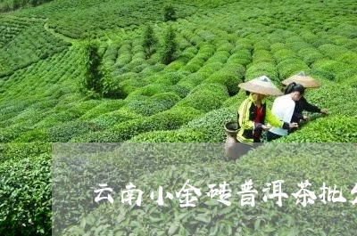 云南小金砖普洱茶批发/2023110537472