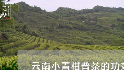 云南小青柑普茶的功效/2023092103038