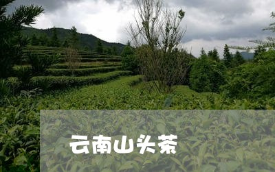 云南山头茶/2023041828114