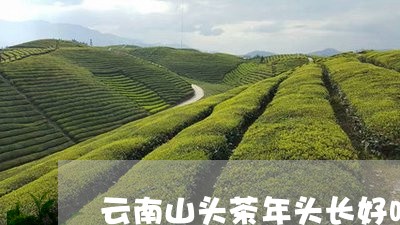 云南山头茶年头长好吗/2023061051815