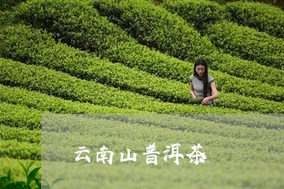 云南山普洱茶/2023042764498