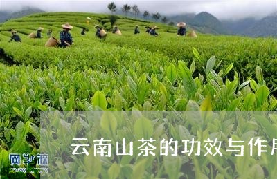 云南山茶的功效与作用/2023071605352