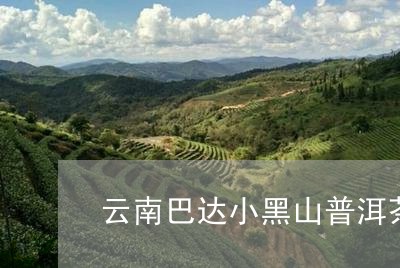 云南巴达小黑山普洱茶/2023062239696