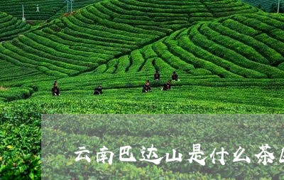 云南巴达山是什么茶区/2023071696168