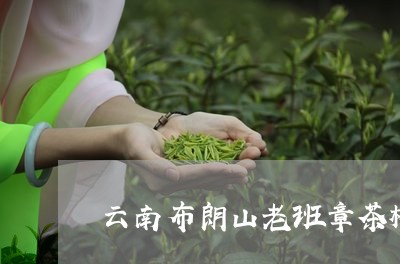 云南布朗山老班章茶树/2023092489581