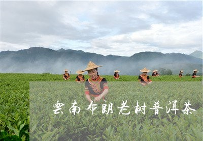 云南布朗老树普洱茶/2023101729271